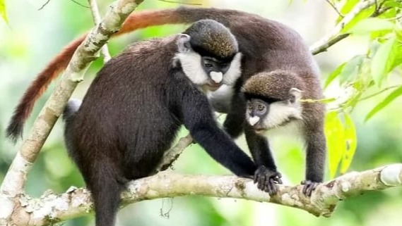 A rare photo of a red tail monkey seen at Bigodi wetland in Kibale forest national park Uganda