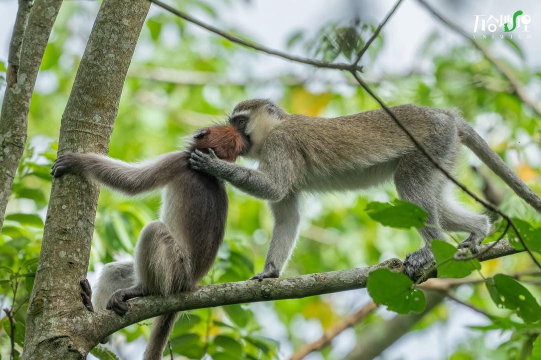 A vervet monkey eating Guavas  in Bigodi wetland in Kibale forest, Uganda