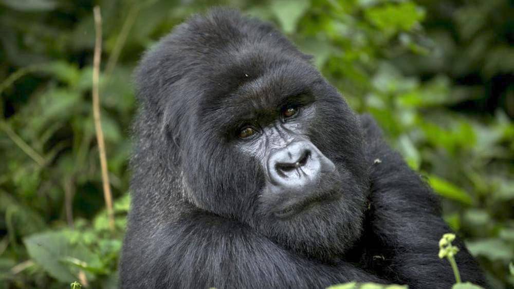 A young Black back Gorilla in Ruhija, Bwindi, Uganda