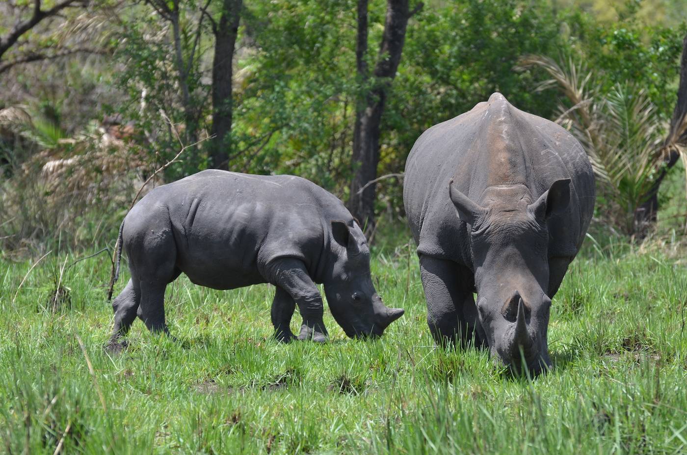 Wild Rhinos grazing in Ziwa Rhino sanctuary, Uganda
