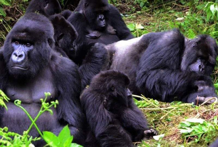 A Gorilla family resting in Bwindi