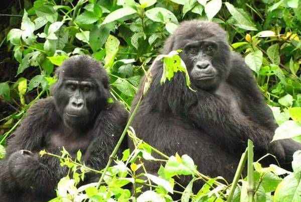 A humble Gorilla coupe in Bwindi, Uganda