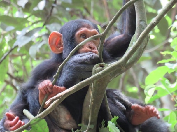 Baby chimpanzee sunbathing in the canopy in Budongo forest, Uganda