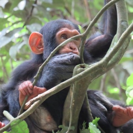 A baby Chimpanzee in a tree in Kibale