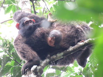 A young motner chimpanzee cuddling its baby in Kibale, Uganda