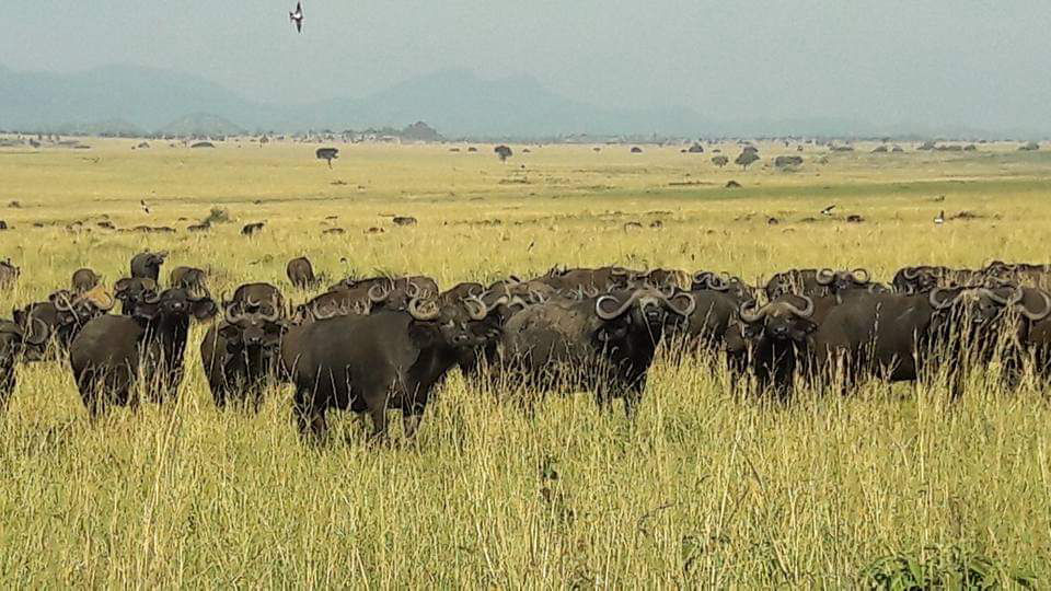 A large herd of Buffaloes in Kidepo valley national park, Uganda