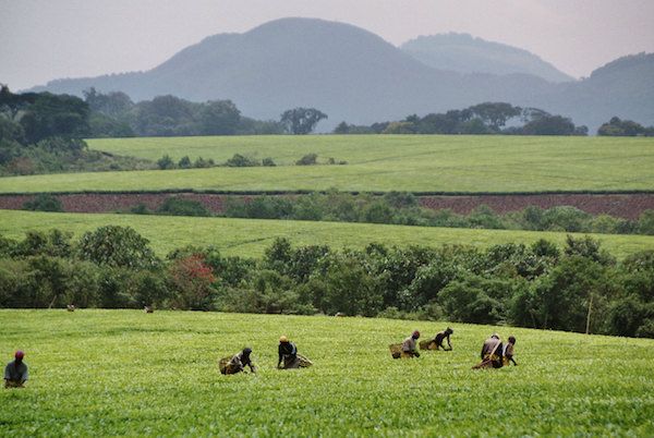 A beautiful tea plantation along the way